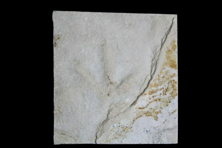 Eocene Age Fossil Bird Track - Green River Formation, Utah #28754